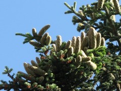 Abies × borisii-regis
