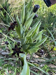Ferraria crispa