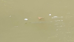 Zenarchopterus buffonis