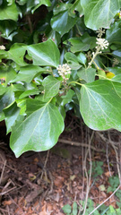 Hedera canariensis