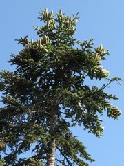 Abies × borisii-regis