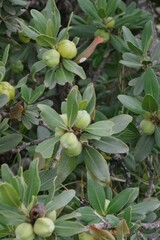 Hyaenanche globosa