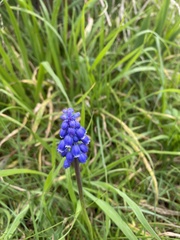 Muscari armeniacum