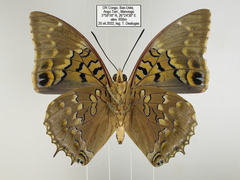 Charaxes tiridates tiridatinus