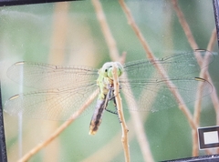 Erythemis collocata