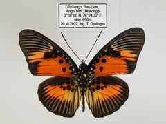 Pseudacraea dolomena dolomena