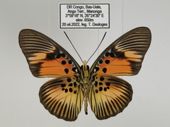 Pseudacraea dolomena dolomena