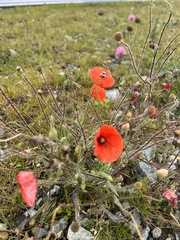 Papaver