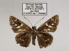 Caenides dacela
