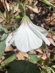 Hibiscus meraukensis