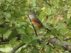Turdus hortulorum