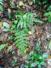 Dryopteris sparsa