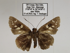 Caenides dacela