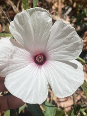 Hibiscus meraukensis