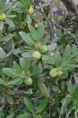Hyaenanche globosa