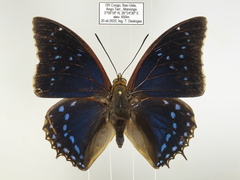 Charaxes tiridates tiridatinus