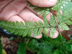 Dryopteris sparsa