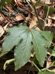 Hibiscus meraukensis
