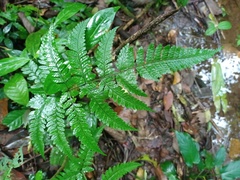 Dryopteris sparsa