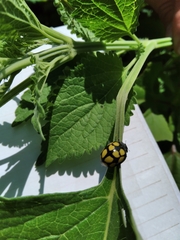 Epilachna mexicana