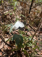 Hibiscus meraukensis