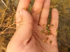 Bupleurum scorzonerifolium