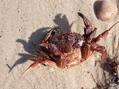 Nectocarcinus integrifrons