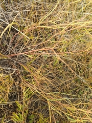 Bupleurum scorzonerifolium