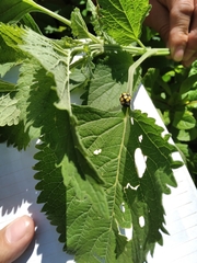 Epilachna mexicana