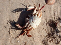 Nectocarcinus integrifrons