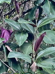 Miconia calvescens
