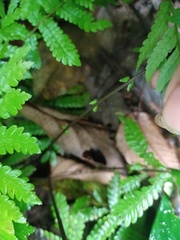 Sphaerostephanos heterocarpos