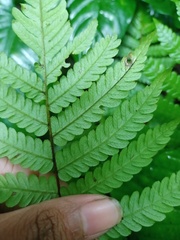 Sphaerostephanos heterocarpos