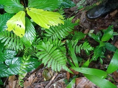 Sphaerostephanos heterocarpos