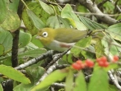 Zosterops erythropleurus