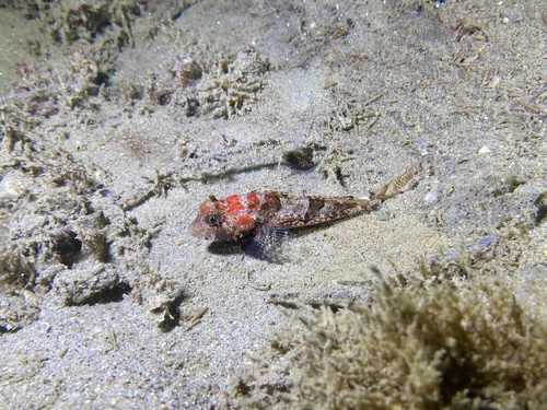 Pit-head sculpin (Icelinus cavifrons) — Cottidae