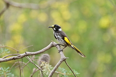 Phylidonyris novaehollandiae