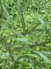 Sorghum