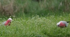 Eolophus roseicapilla albiceps
