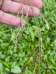Sorghum