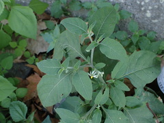 Solanum nigrum