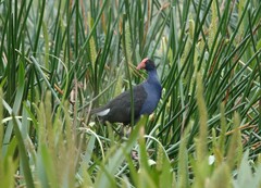 Porphyrio melanotus melanotus