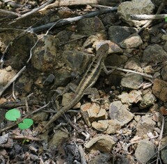 Microlophus occipitalis