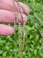 Sorghum