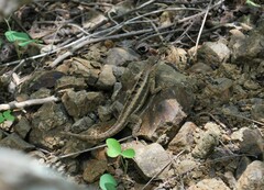 Microlophus occipitalis