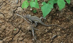 Microlophus occipitalis