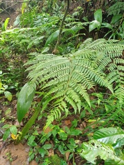 Microlepia