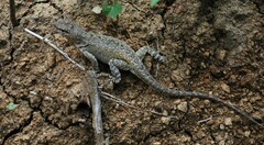 Microlophus occipitalis