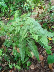 Microlepia
