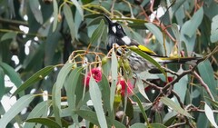 Phylidonyris novaehollandiae